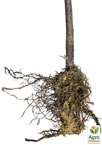 Эксклюзив! Дерево-сад Яблоня "Гала Маст+Семеренко"  - фото 3