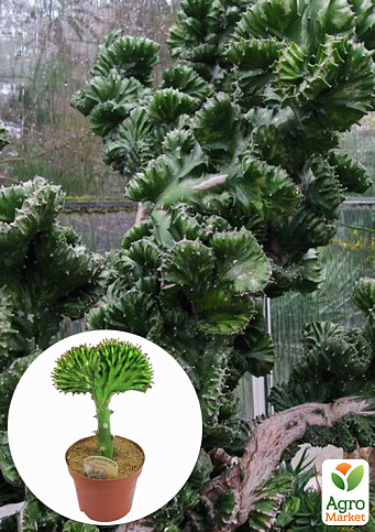 LMTD Эуфорбия Lactea Cristata"Green" (суккулент) 