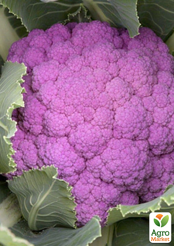Капуста "Депурпл F1" ТМ "Syngenta" 1000шт