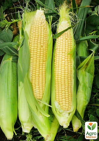 Кукурудза "1707 F1" ТМ "Lark Seeds" 2500шт