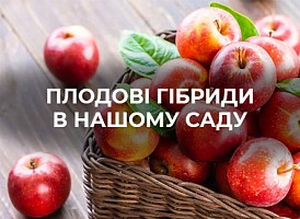 Гібриди плодових дерев і чагарників - корисні статті про садівництво від Agro-Market
