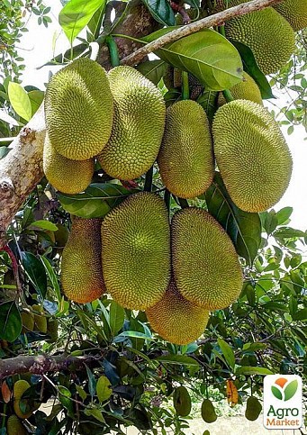 Джекфрут "Необыкновенный" ТМ "Vesna Exclusive" 10шт - фото 3