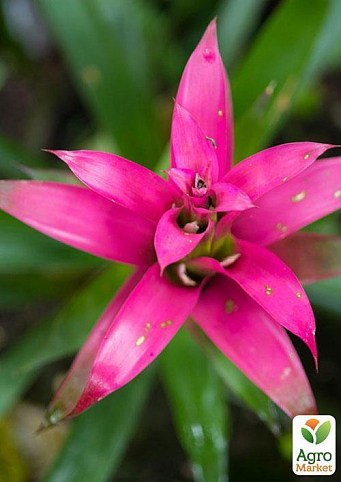 Бромелия микс "Bromelia mixed" дм 12 см выс. 45 см