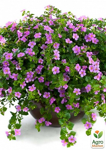Бакопа ампельна "Gulliver Pink"