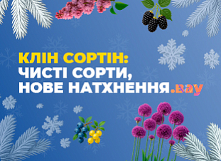 Клін Сортін Клін Сортін