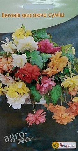 Бегония ампельная смесь ТМ "Яскрава" 15шт
