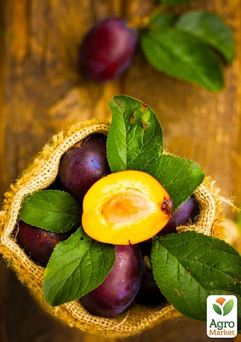 Уцінка !!! Слива в асортименті 1 саджанець в упаковці - фото 2