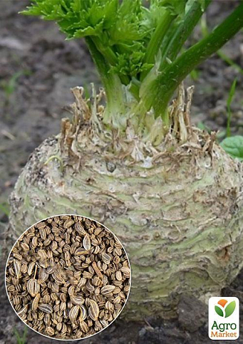 На развес Сельдерей корневой "Силач" ТМ "Весна" цена за 2г