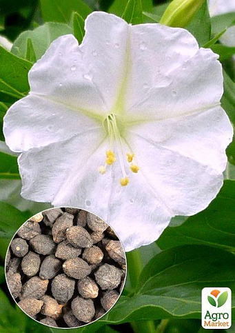 На вагу Мірабіліс "Білий" ТМ "Весна" ціна за 3г