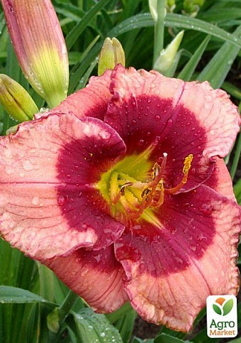 Лілійник "Dan Mahony" 1шт в упаковці - фото 3