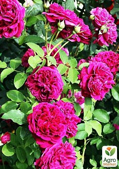 Троянда англійська "Shakespeare" (саджанець класу АА +) вищий сорт12