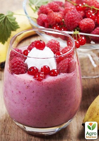 Эксклюзив! Смородина ярко-красная "Звезда" (Star) (премиальный морозостойкий сорт) - фото 6