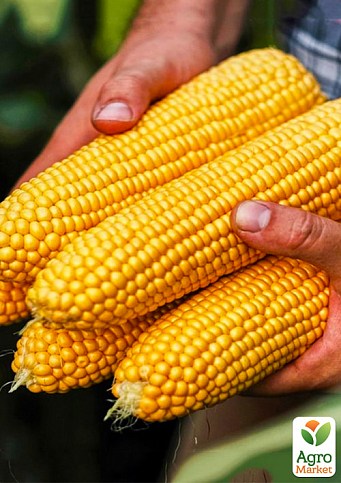 Кукуруза "Свитстар F1" ТМ "Syngenta" 5000шт.