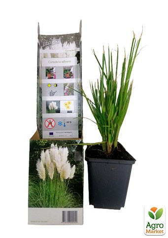 Кортадерія Срібляста «White» (пампасна трава) - фото 2