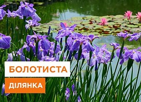 Рослини для болотистих ділянок - корисні статті про садівництво від Agro-Market