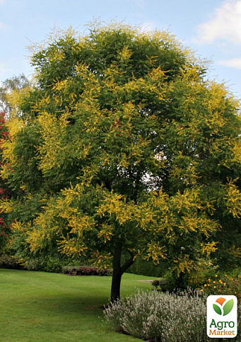 Кельрейтерія волотиста (паркове і декоративне дерево)