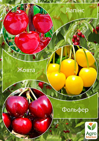 Дерево-сад Черешня Черешня "Лапінс"+Вишня "Жовта"+Черешня "Фольфер"