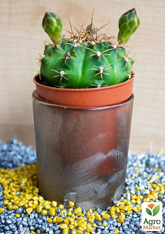 Кактус "Ребуция" (Mediolobivia aureiflora) (Нидерланды)