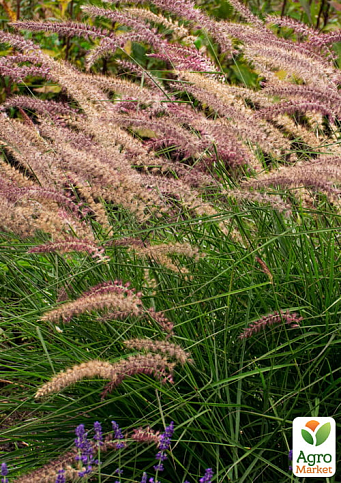 Пеннисетум восточный "Karley Rosea", С2