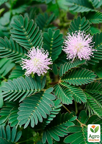 Мімоза сором'язлива (Mimosa pudica) С2 висота 40-50см