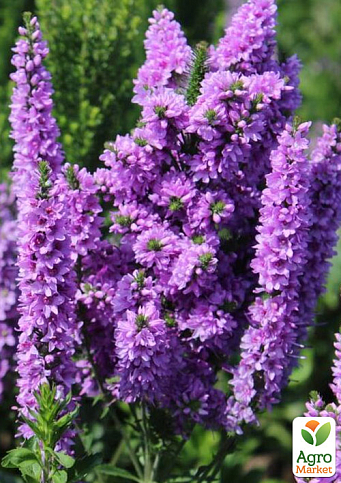 Вероніка Колосиста "Purple Explosion" 