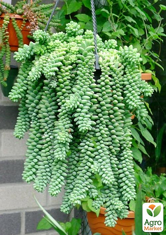 Седум "Burito" (вазон P11)