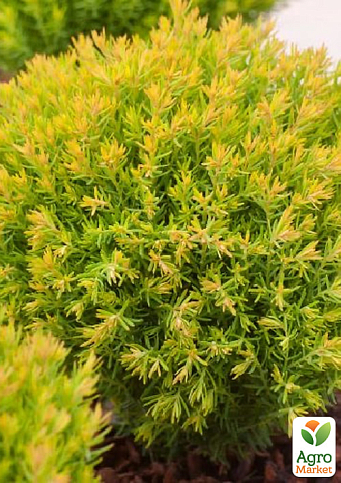 Туя западная "Anniek" (вазон Р9, высота 10-15 см)
