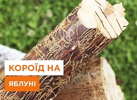 Боротьба з короїдом на яблуні - корисні статті про садівництво від Agro-Market