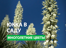 Як вирощувати юкку, посадка юкки – Agro-Market