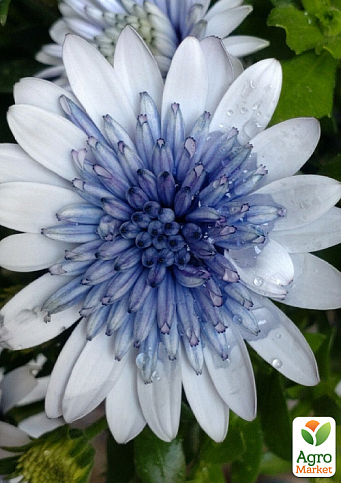 Остеоспермум махровый Erato "Double Ice Blue" 