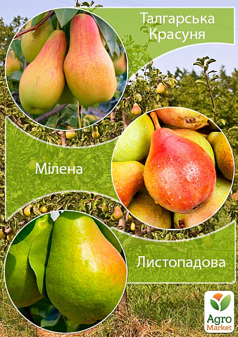 Дерево-сад Груша "Талгарська Красуня+Мілена+Листопадова"