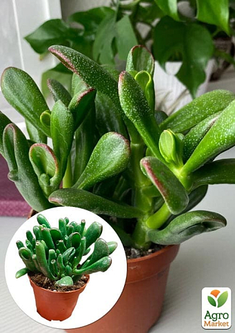 LMTD Крассула "Gollum" высота растения 10-15см