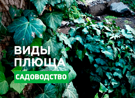Садовий плющ: види та вирощування - корисні статті про садівництво від Agro-Market