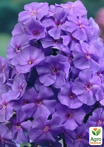 Флокс многолетний "Amethyst"