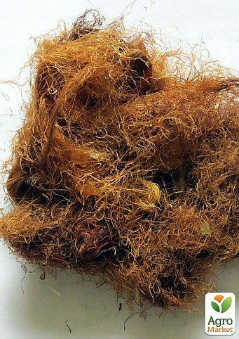 Кукурудза, рильця 100г