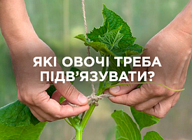 Які овочі потрібно підв’язувати | Agro-market