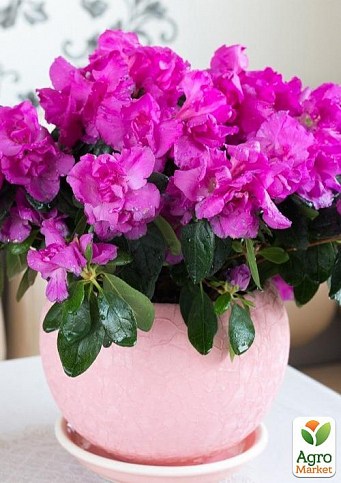 Рододендрон кімнатний "Paars" Нідерланди - фото 2