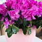 Рододендрон кімнатний "Paars" Нідерланди купить