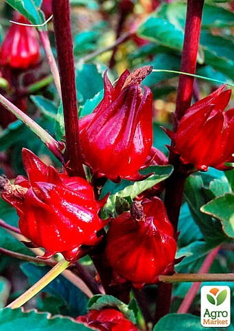 Каркаде (Суданская Роза) гибискус "Сабдариффа" - фото 2