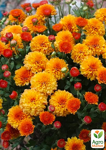 Хризантема мультифлора шарообразная "Jasoda Orange" 