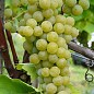 Виноград винный "Мускарис" (укорененный саженец в контейнере)