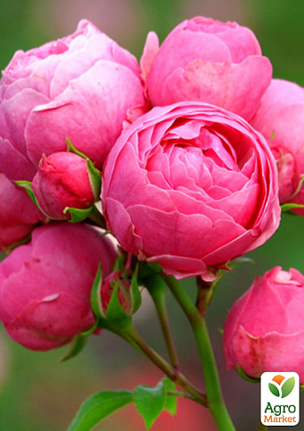 Троянда штамбова "Помпонелла" (Pomponella) (саджанець класу АА+) - фото 3