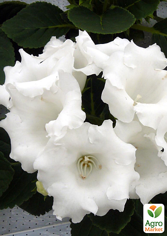 Глоксинія "Аванті F1" біла ТМ "Vesna Select" 5шт