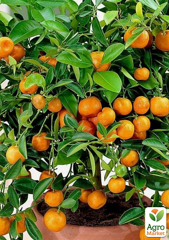 Кумкват "Японика Маруми" (сладкий, ароматный сорт)