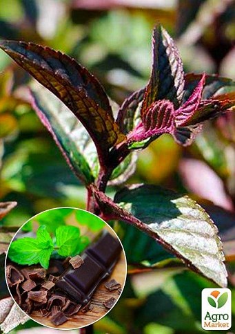 М'ята Шоколадна "Mentha Chocolate" (контейнер Р9)