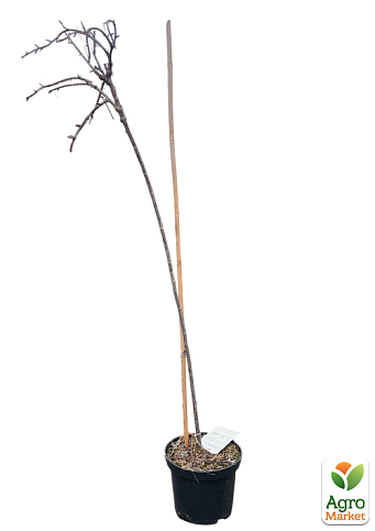 LMTD Крыжовник на штамбе "Yellow ball" вазон С2 - фото 2