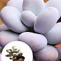 Суккулент Пахифитум "Pachyphytum Oviferum"