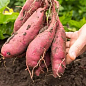 Батат "Bayou Bell" (сладкий картофель) маточный клубень