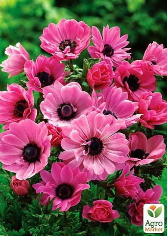 Анемона "Blanda Rosea" (размер 5/7 крупный) 5шт в упаковке