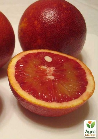 Апельсин "Моро" - фото 4